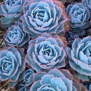 Meet your Posher, J.